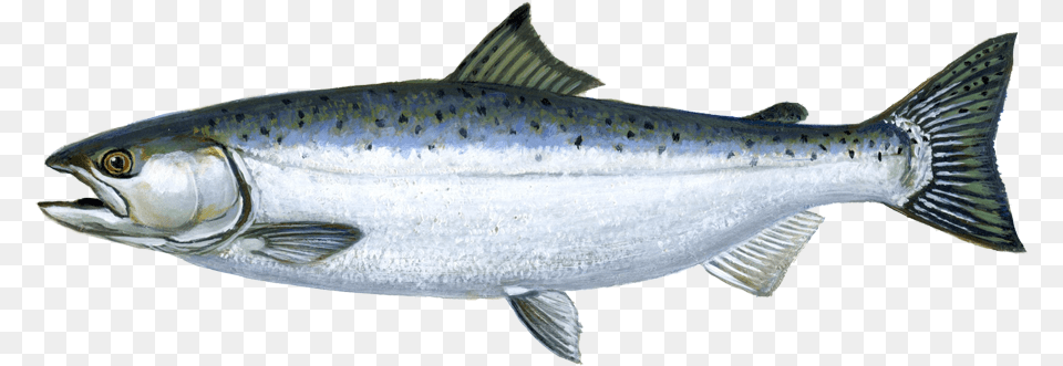 Transparent Images Pluspng Coho Salmon Ocean Phase, Animal, Fish, Sea Life, Tuna Png Image