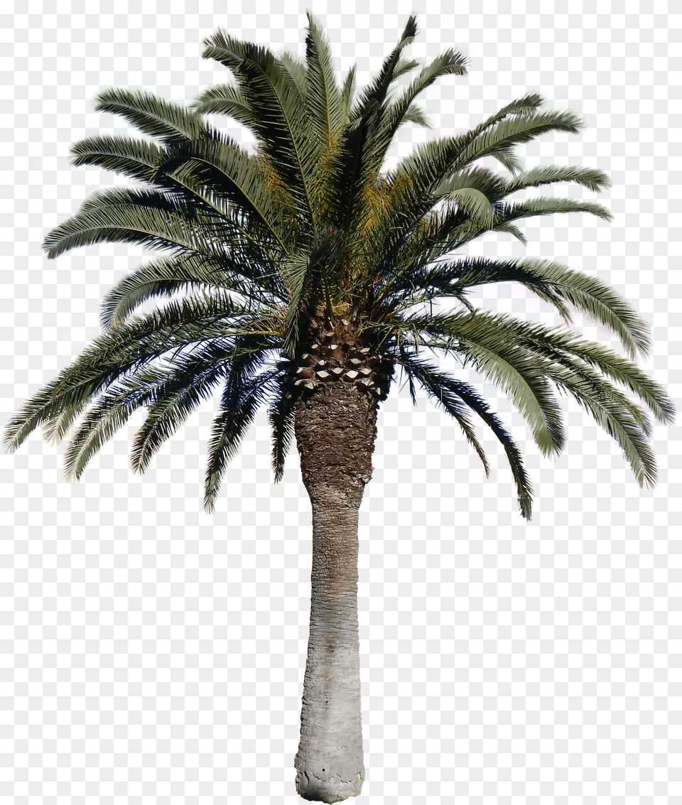 Transparent Images Pluspng Download Date Palm Tree, Electronics, Text Png Image