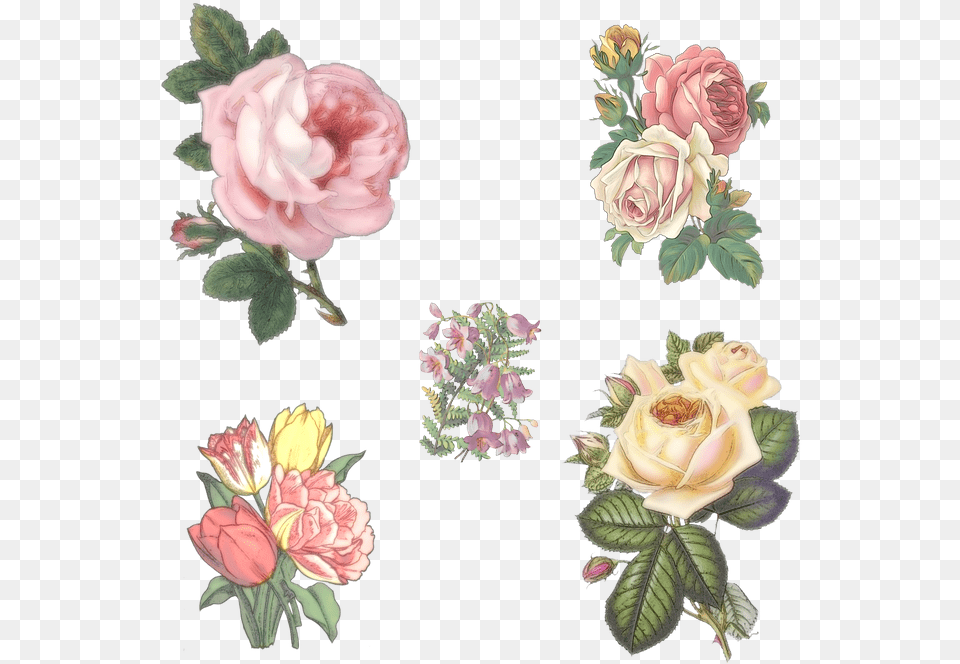 Transparent Images Transparent Background Flowers, Rose, Plant, Flower, Pattern Free Png