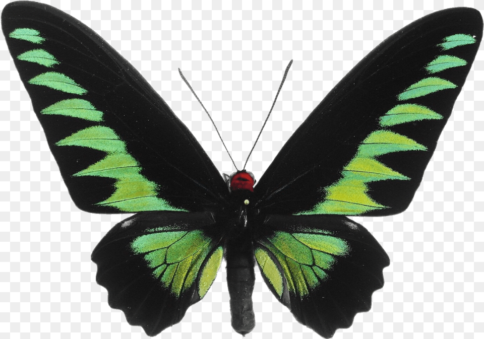 Transparent Imgs U2014 Black And Green Butterfly, Animal, Insect, Invertebrate, Plant Png