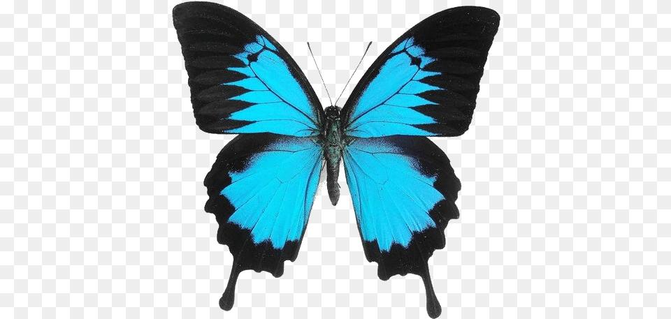 Transparent Imgs U2014 Blue And Black Butterfly, Animal, Insect, Invertebrate Free Png Download