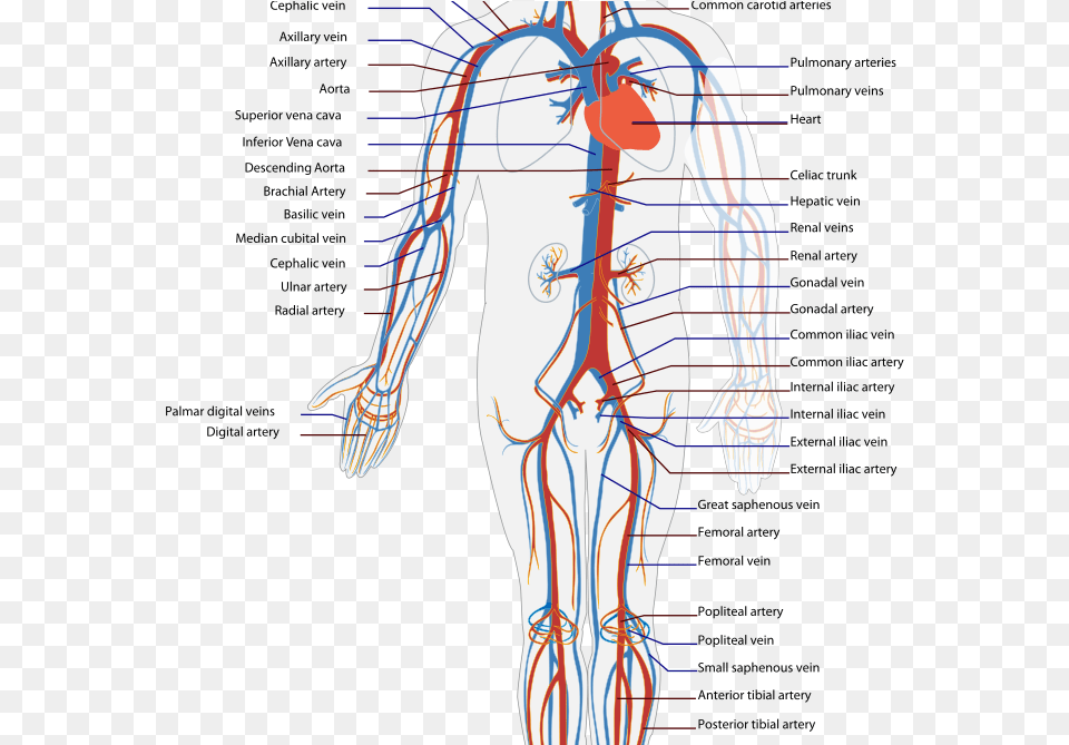 Transparent Immune System Blood Flow Of The Body, Adult, Male, Man, Person Png