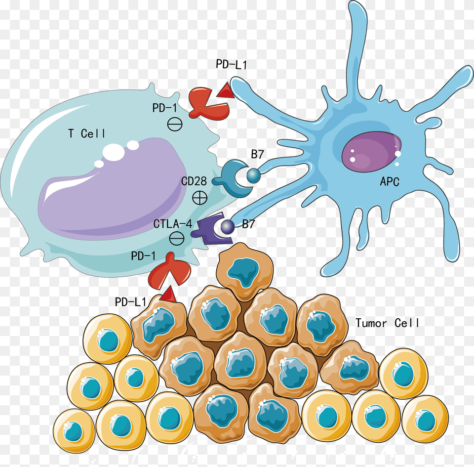 Transparent Immune System Immune Checkpoint Inhibitors Cartoon, Animal, Antelope, Mammal, Wildlife Free Png Download