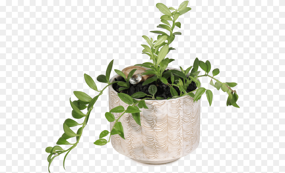 Transparent Indoor Plant Flowerpot, Jar, Planter, Potted Plant, Pottery Png