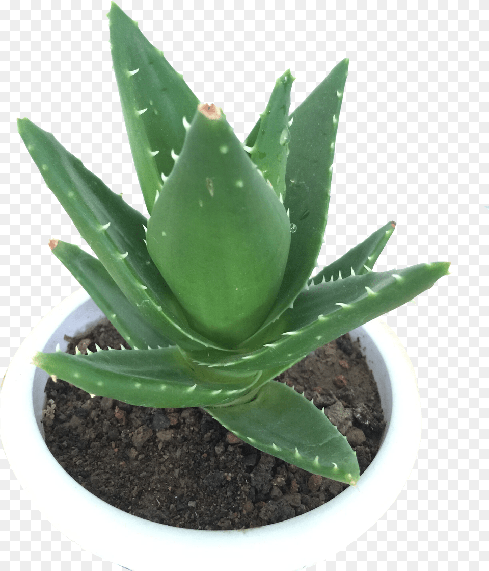 Transparent Indoor Plant Transparent Aloe Vera Plant Png