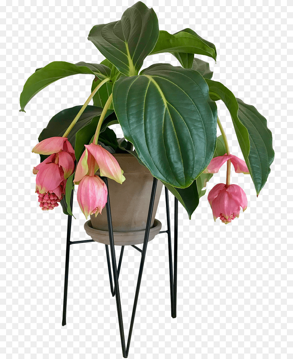 Transparent Indoor Plants, Flower, Flower Arrangement, Plant, Potted Plant Free Png Download