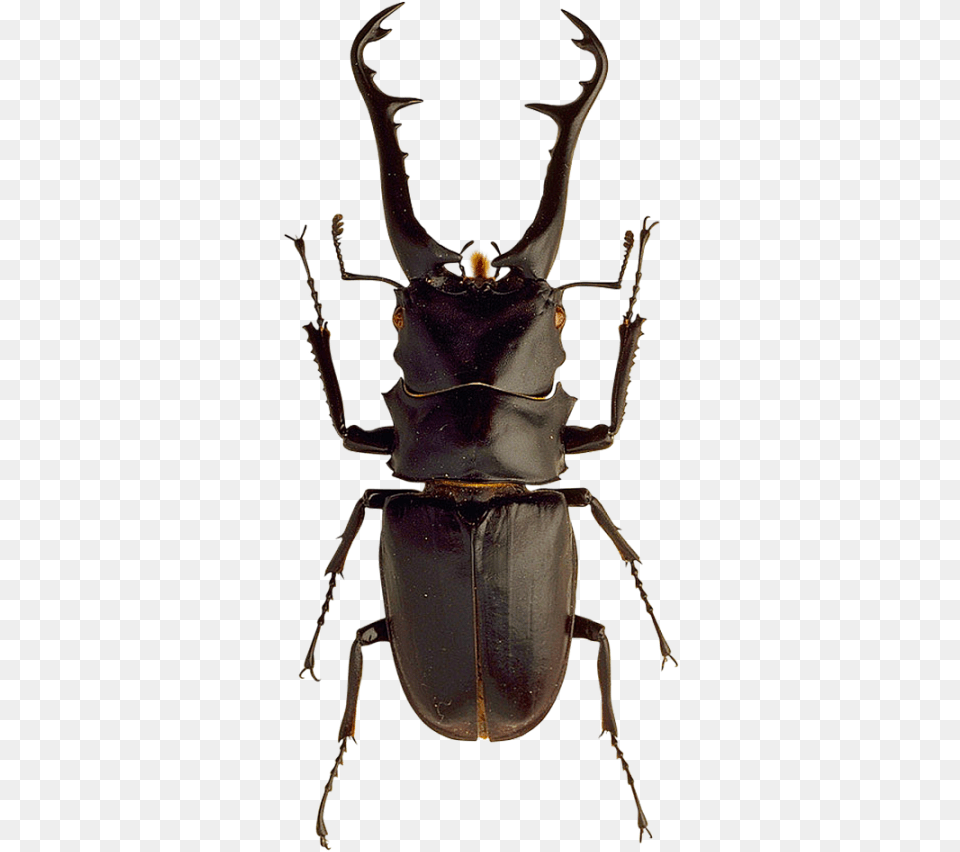 Transparent Insect Beetle Insects, Animal, Invertebrate, Dung Beetle Free Png