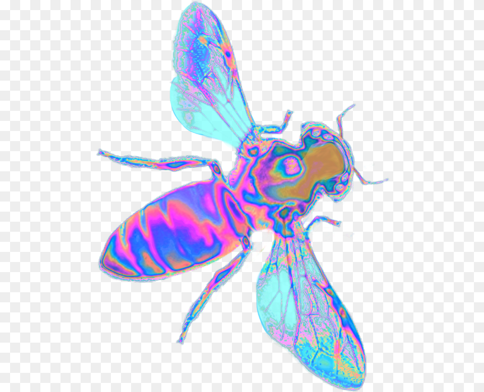 Insect Wings Insect, Animal, Bee, Invertebrate, Wasp Free Transparent Png