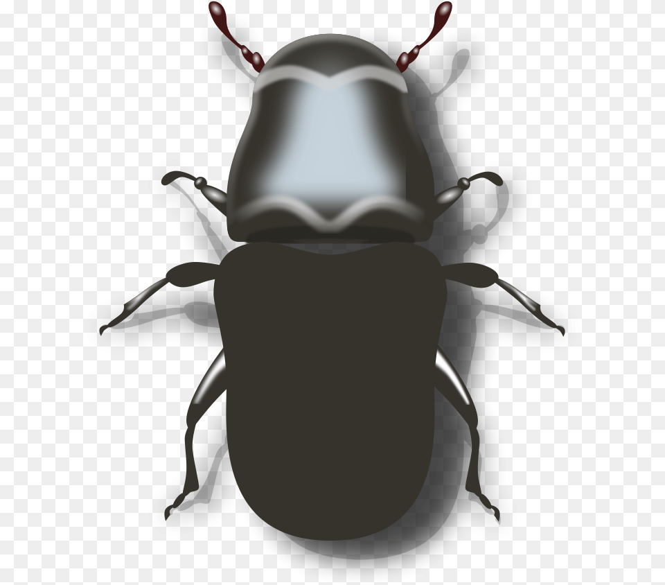 Transparent Insects Clipart Pine Beetle Clipart, Animal, Adult, Female, Person Free Png Download
