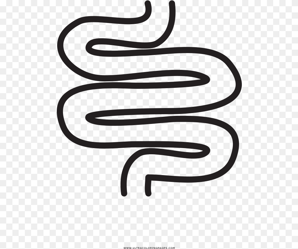 Transparent Intestine Calligraphy, Coil, Spiral, Text Free Png Download