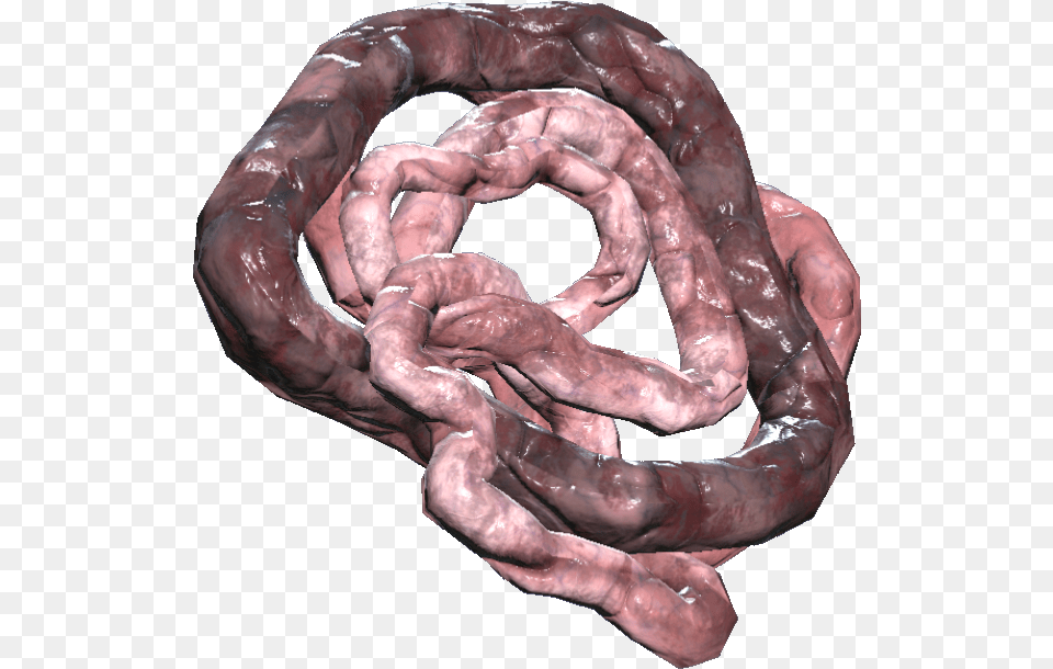 Transparent Intestine Fallout 76 Intestines, Accessories, Person, Ornament, Jewelry Png Image