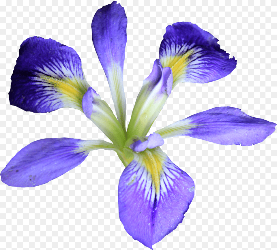 Transparent Iris Flower, Petal, Plant Png Image