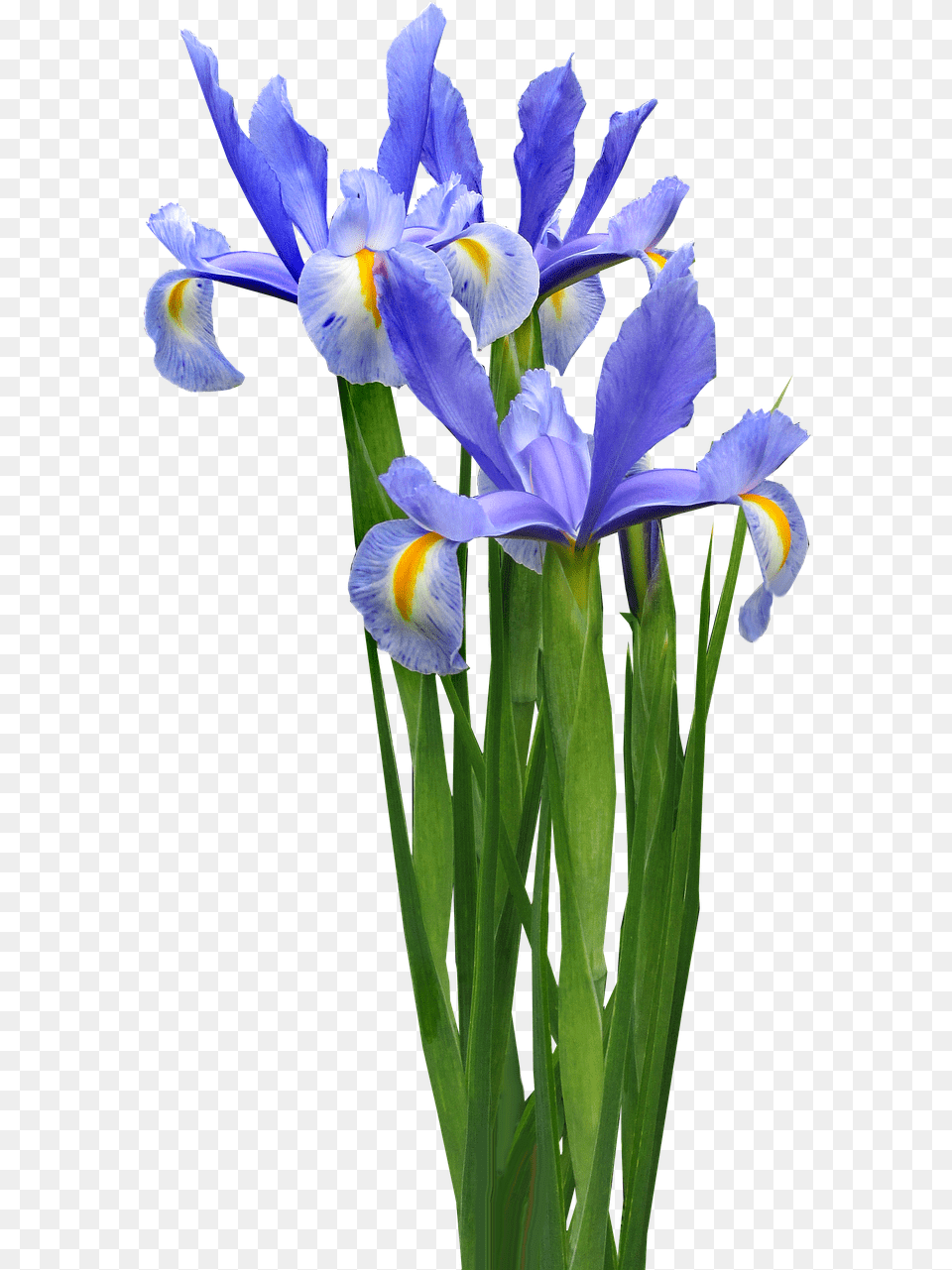 Transparent Iris Flower Image Iris Flower Transparent, Plant, Petal Free Png Download