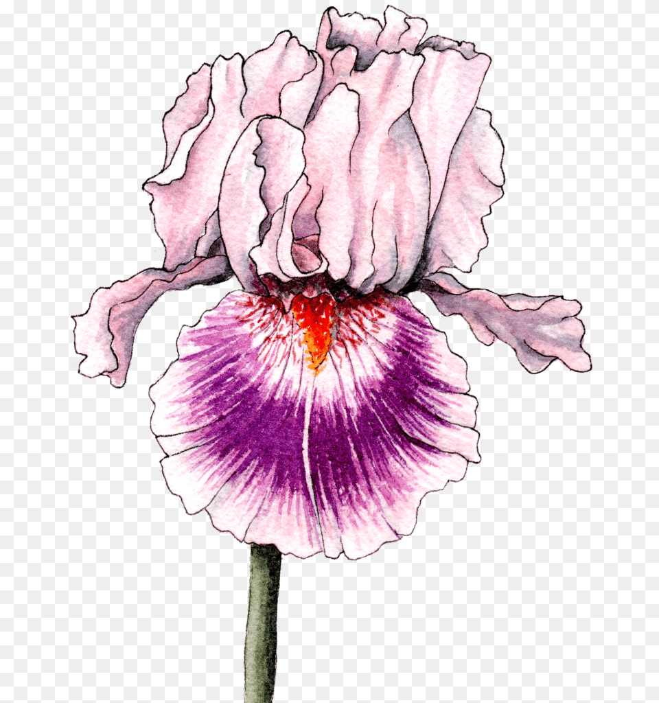 Transparent Iris Flower Iris, Petal, Plant, Rose Free Png