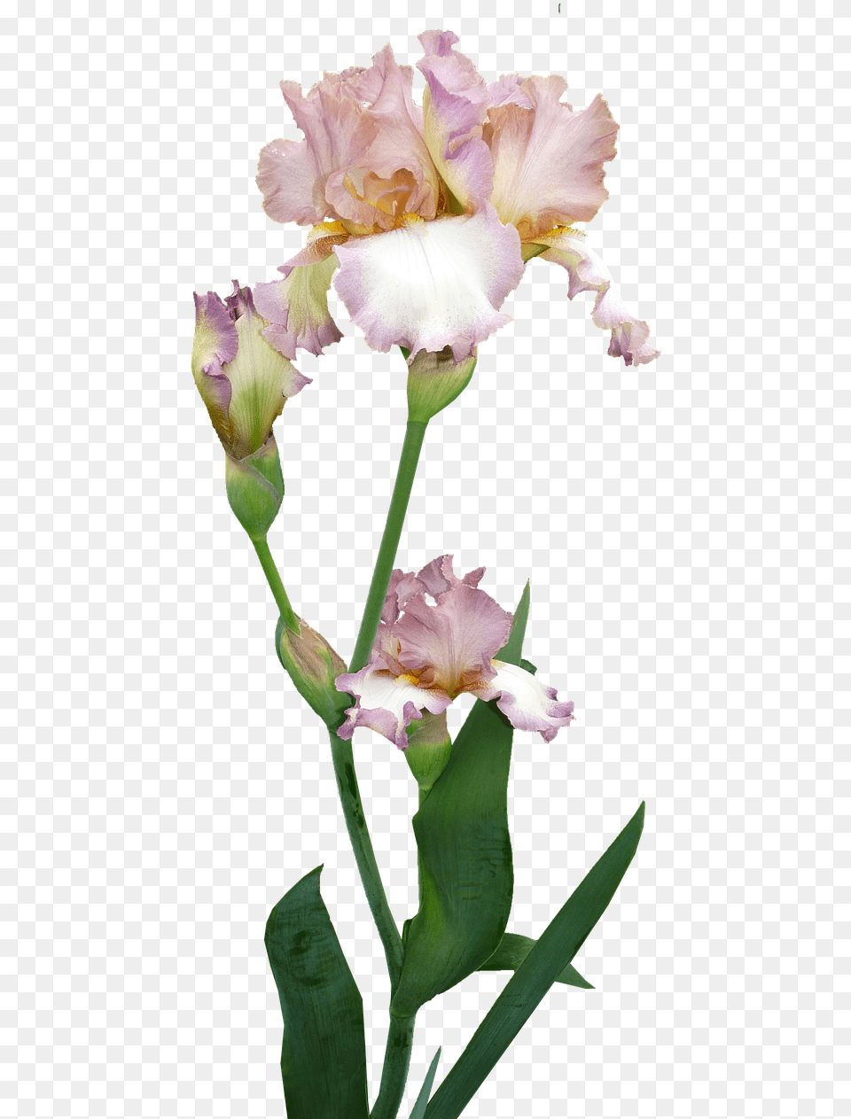 Transparent Iris Flower Iris Bouquet Transparent Background, Petal, Plant, Geranium, Acanthaceae Png