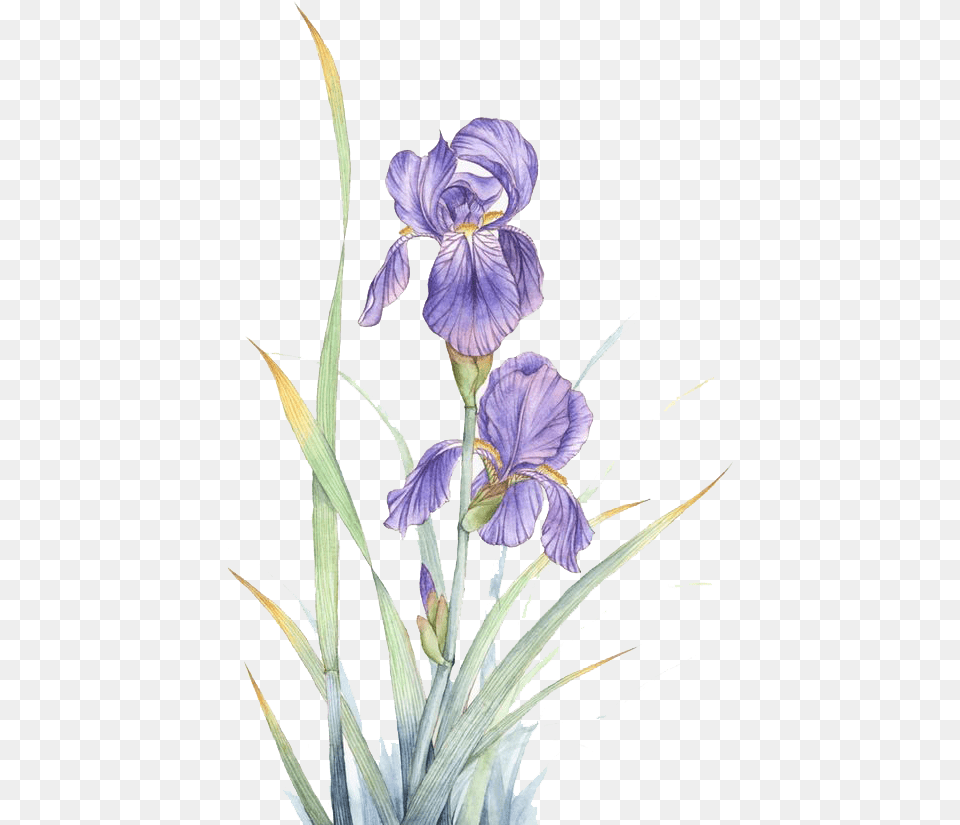 Transparent Iris Flower Violet Flower Watercolor, Petal, Plant, Acanthaceae, Purple Free Png