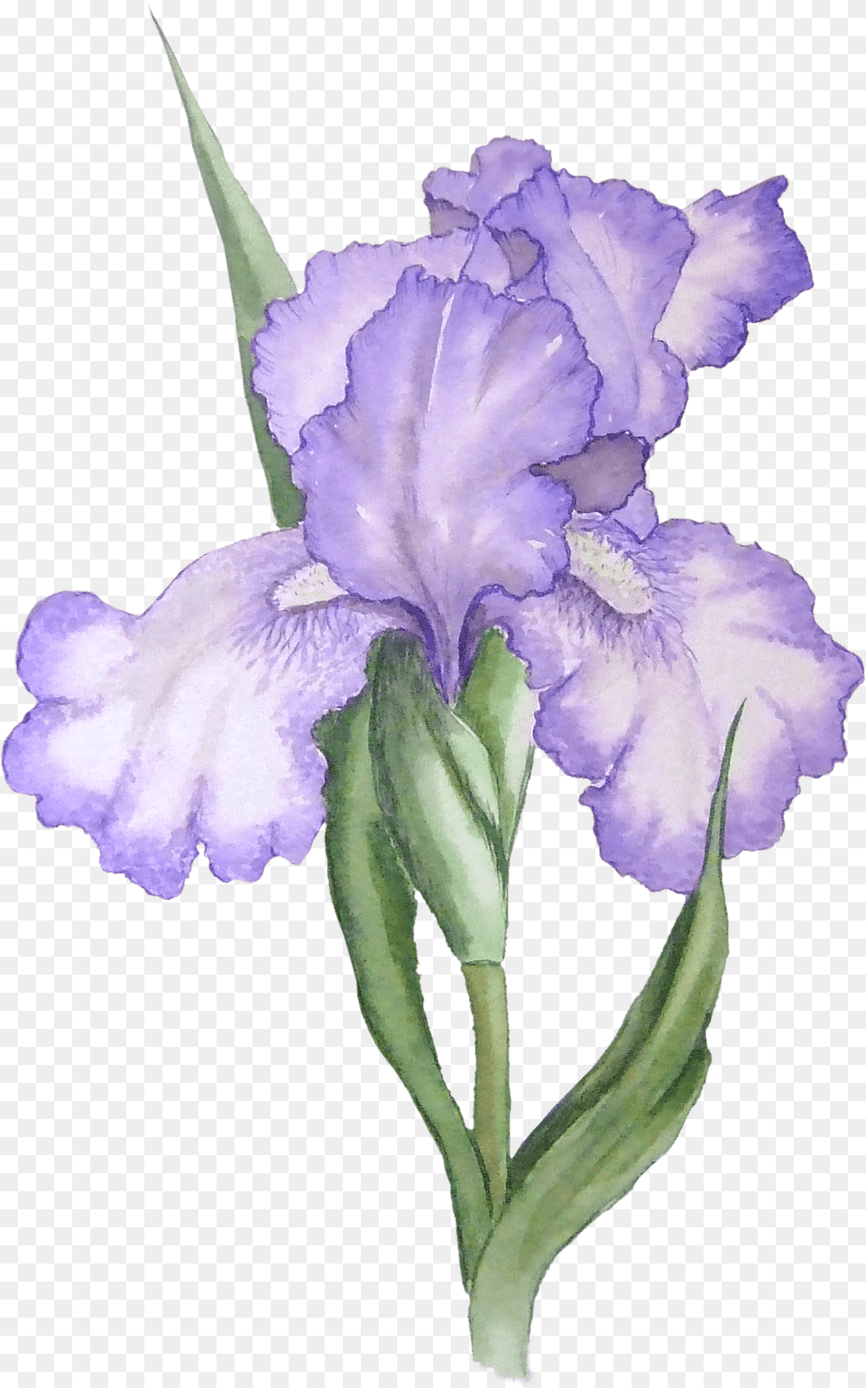 Transparent Iris Flower Watercolor Flower Drawing Transparent, Plant, Petal Free Png Download