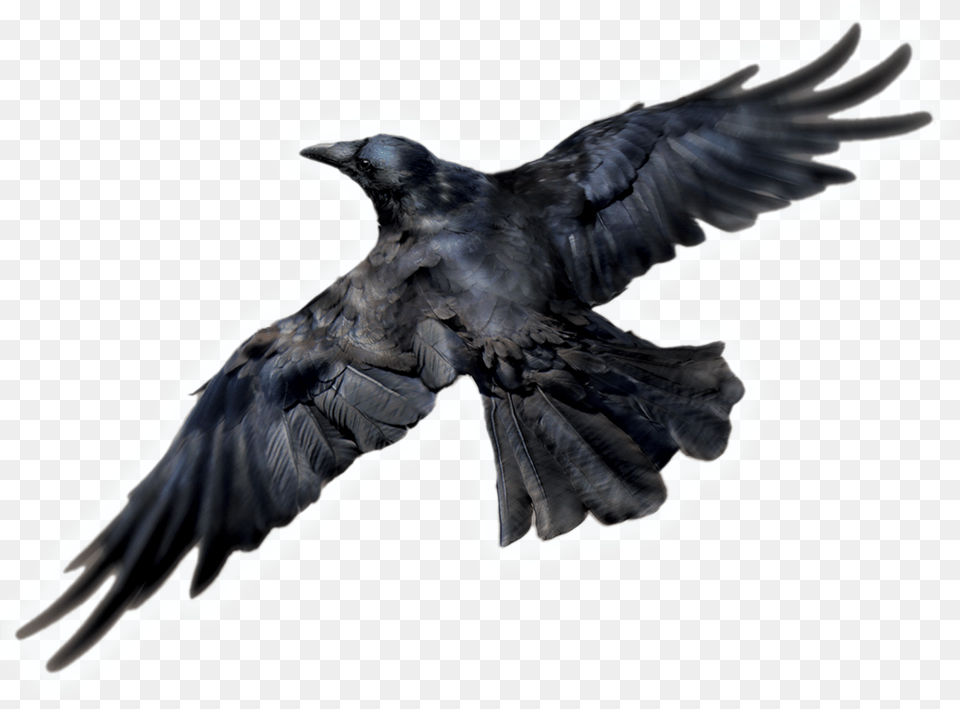 Transparent Isolated Birds, Animal, Bird, Crow Png