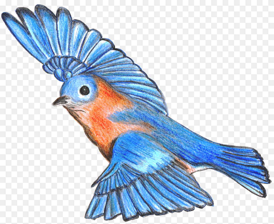 Transparent Isolated Birds, Animal, Bird, Bluebird, Blue Jay Png