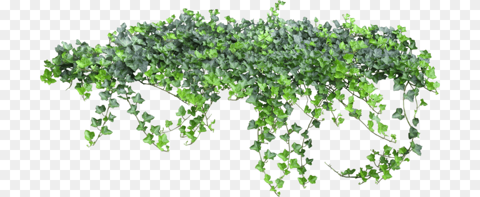 Transparent Ivy, Plant, Vine Png