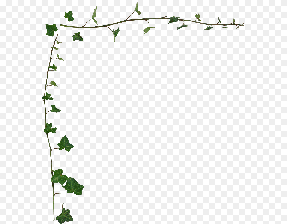 Transparent Ivy Border, Plant, Vine, Leaf Png Image