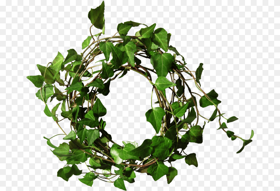 Transparent Ivy Ivy Round, Leaf, Plant Free Png