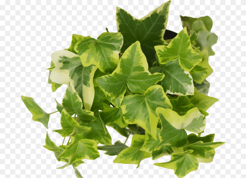 Transparent Ivy Leaf Ivy, Plant Free Png