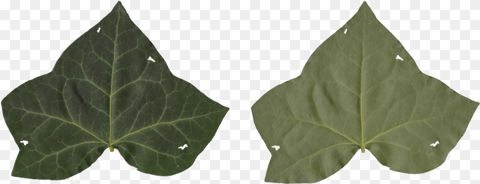 Transparent Ivy Texture American Aspen, Leaf, Plant Free Png Download