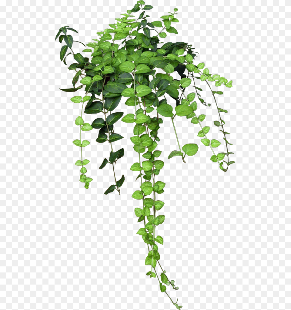 Transparent Ivy Transparent Green Aesthetic, Plant, Vine, Leaf, Potted Plant Free Png