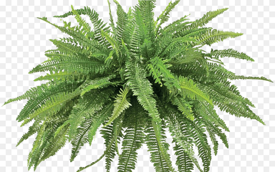 Ivy Wall Fern Plant, Leaf Free Transparent Png