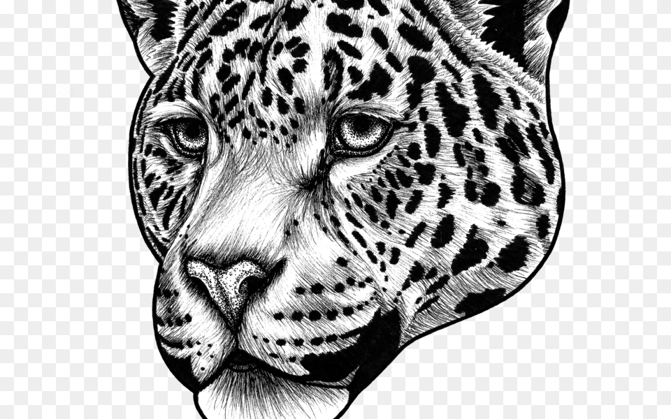 Jaguar Clipart Black And White Jaguar Animal Drawing Face, Mammal, Panther, Wildlife, Bear Free Transparent Png