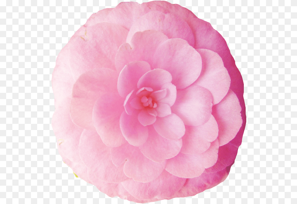 Transparent Japanese Camellia, Dahlia, Flower, Geranium, Petal Free Png Download
