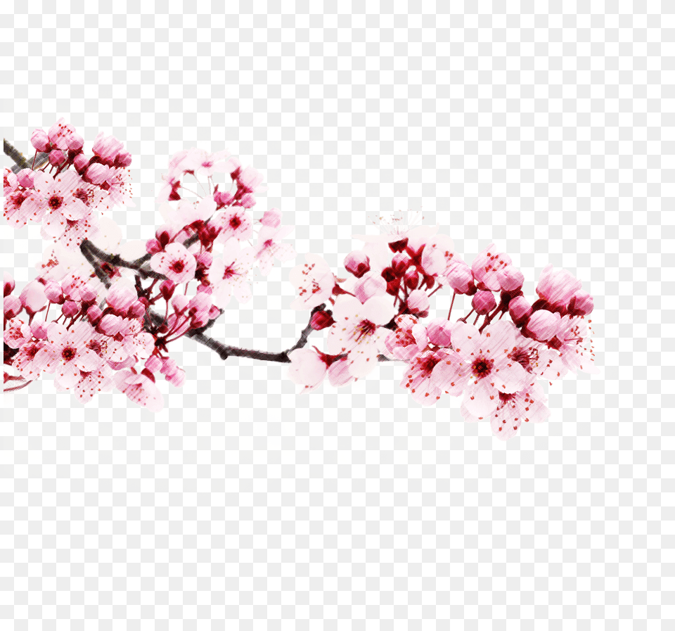 Transparent Japanese Cherry Blossom Tree Japanese Cherry Blossom, Flower, Plant, Cherry Blossom Free Png