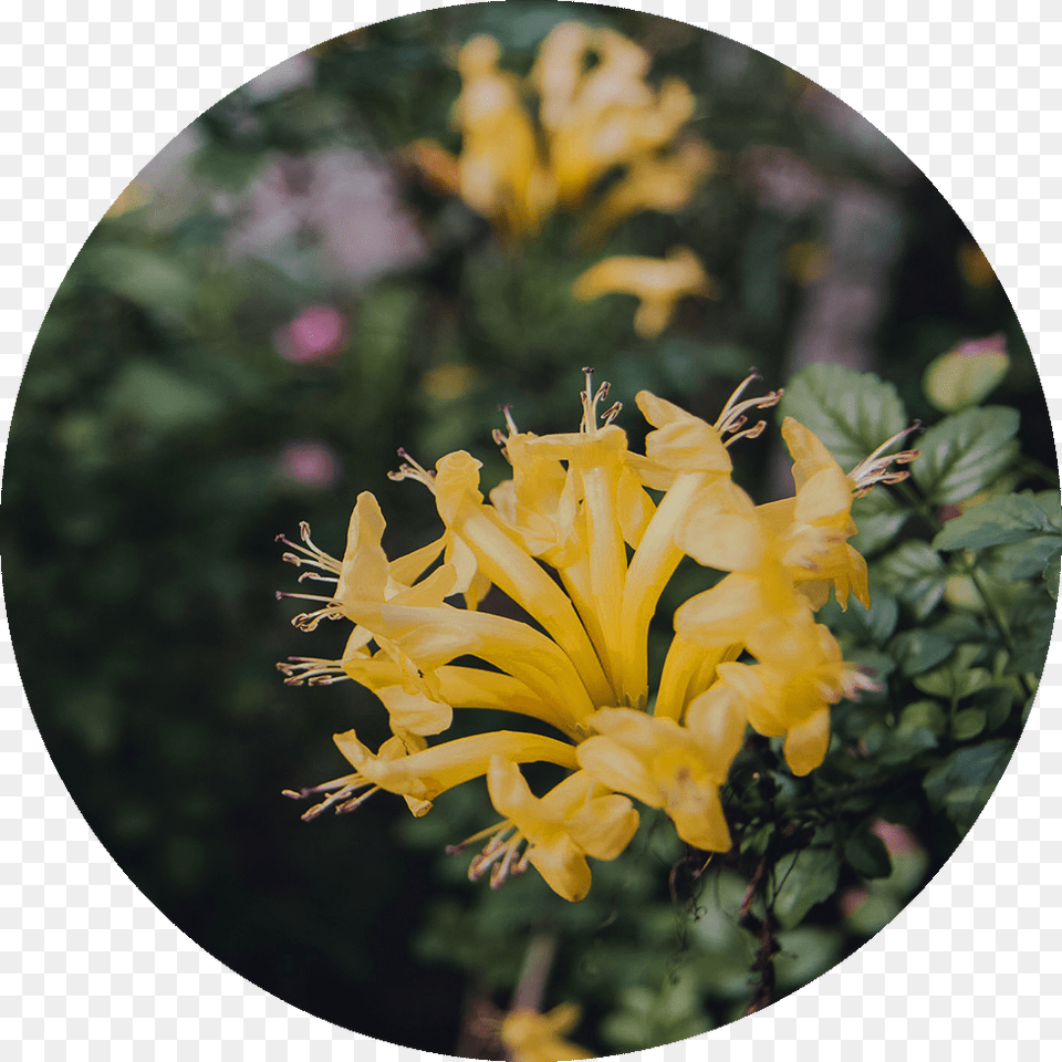 Transparent Japanese Flower Grevillea, Plant, Pollen Png