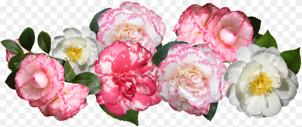 Transparent Japanese Flowers Camellia Cut Out, Carnation, Flower, Petal, Plant Png