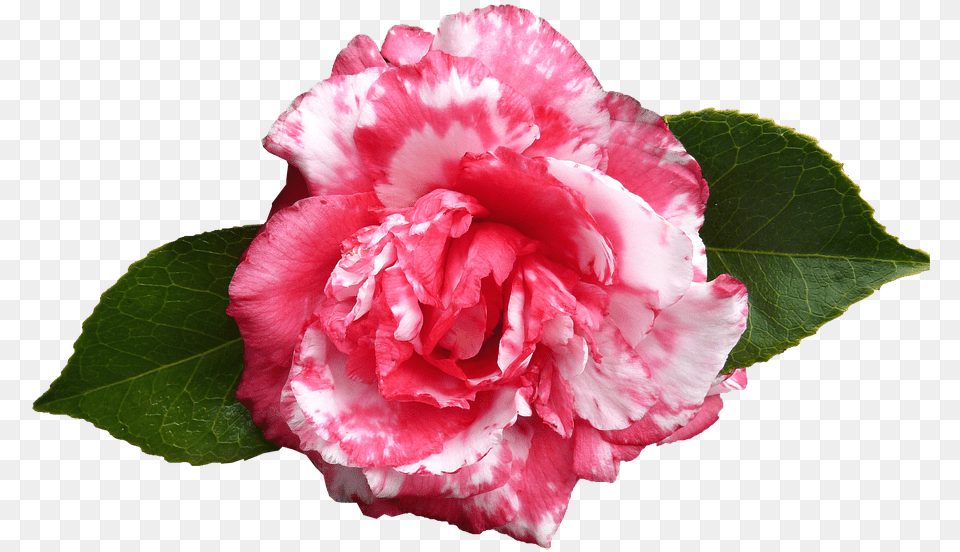 Transparent Japanese Flowers Camellia Flower, Carnation, Geranium, Plant, Rose Free Png Download