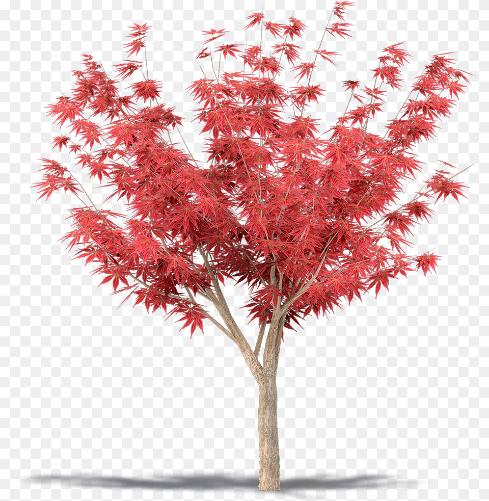 Transparent Japanese Maple Japanese Maple Tree, Leaf, Plant Free Png