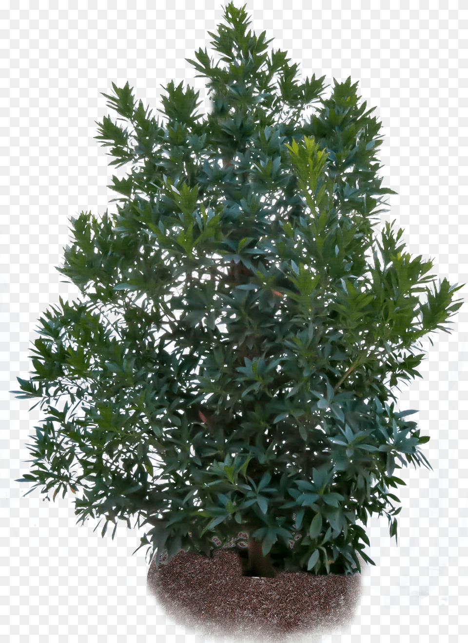 Transparent Japanese Tree Japanese Blueberry, Conifer, Plant, Potted Plant, Leaf Free Png