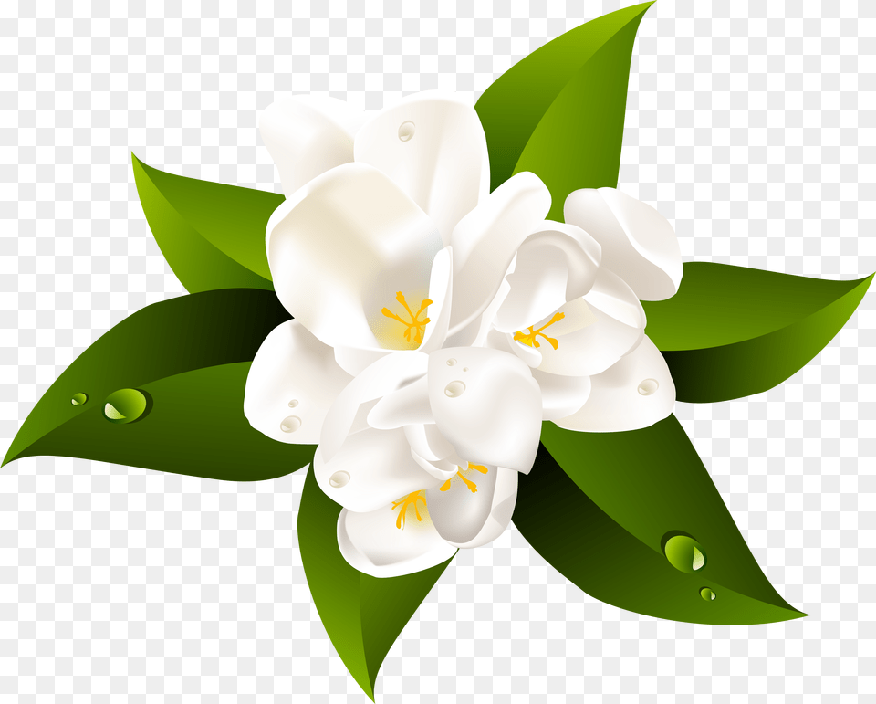 Transparent Jasmine, Anther, Flower, Petal, Plant Free Png