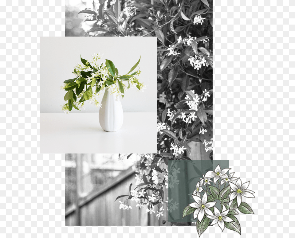Transparent Jasmine Flower Bouquet, Flower Arrangement, Flower Bouquet, Plant, Potted Plant Free Png