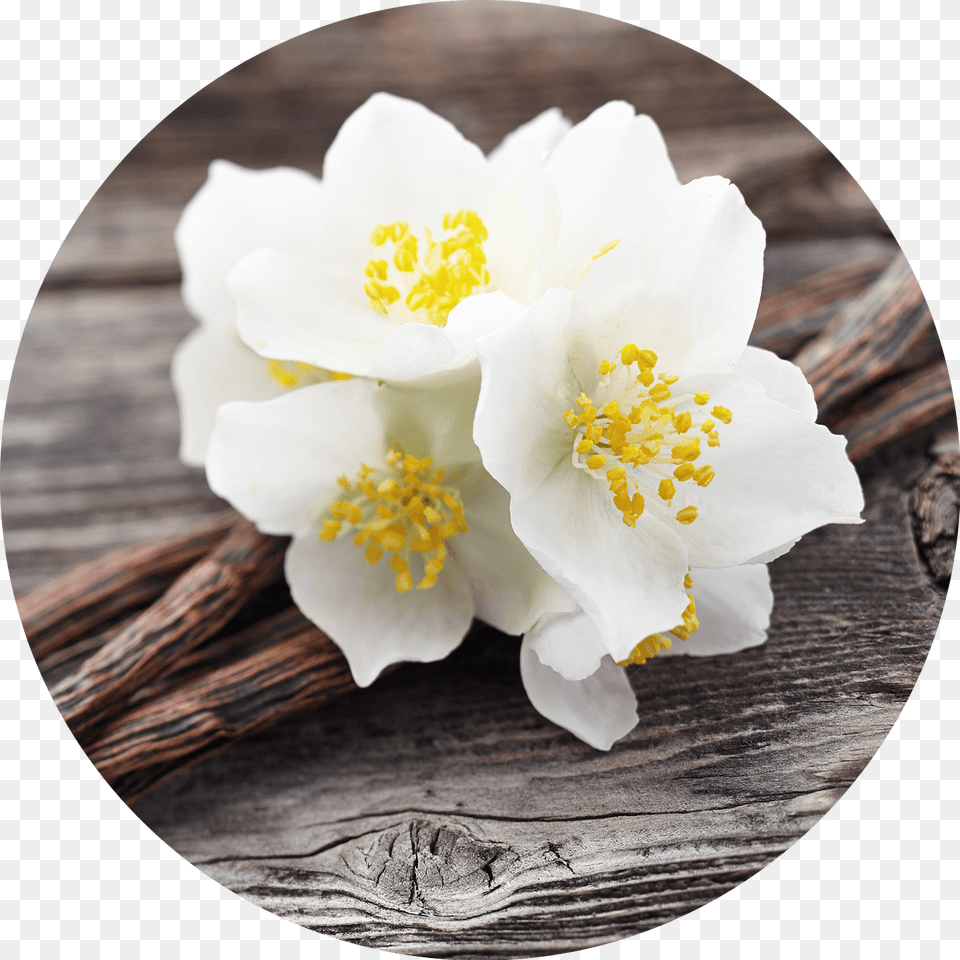 Transparent Jasmine Flower Hacer Perfume De Vainilla, Anemone, Anther, Plant, Pollen Png