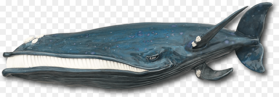 Transparent Jeezy Coin Purse, Animal, Mammal, Sea Life, Whale Png