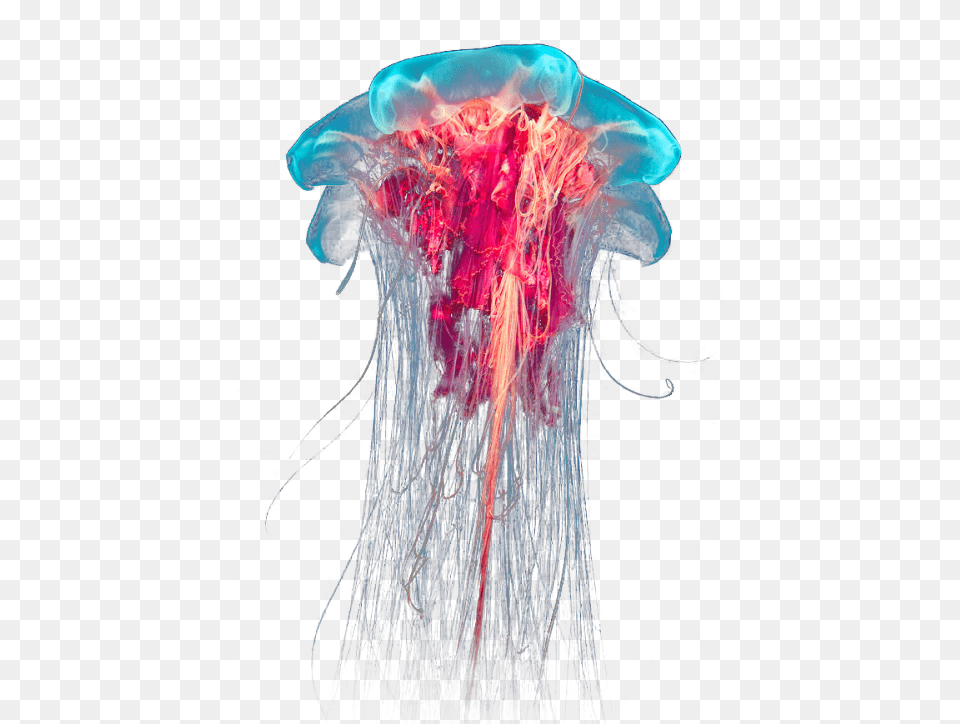 Transparent Jellyfish, Animal, Invertebrate, Sea Life, Person Png