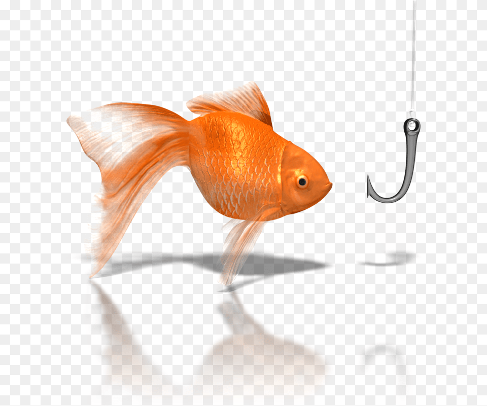 Transparent Jokes Clipart, Animal, Fish, Sea Life, Goldfish Png Image