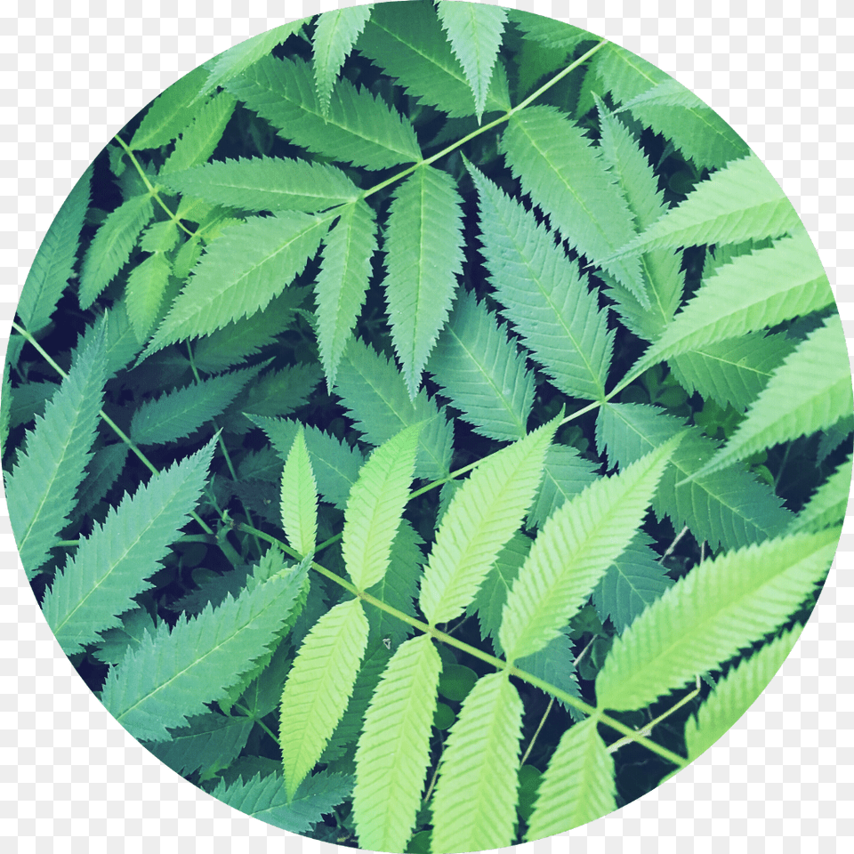 Transparent Jungle Background Clipart Circle Background Leaves, Leaf, Plant, Vegetation, Green Png Image