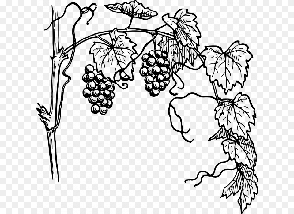 Transparent Jungle Vines Clipart Grapevine, Gray Free Png Download