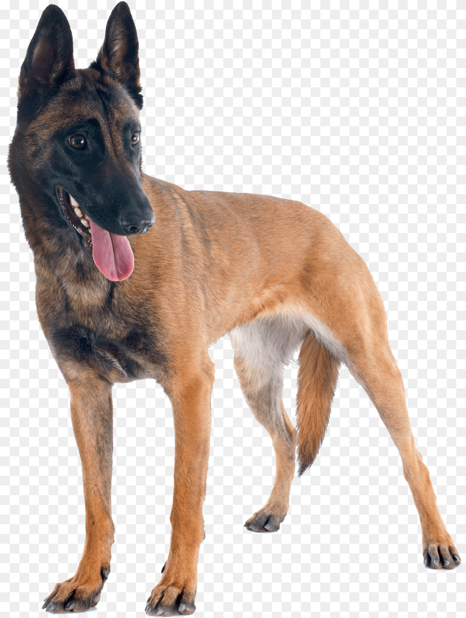 Transparent K9 Belgian Shepherd, Animal, Canine, Dog, Mammal Free Png Download