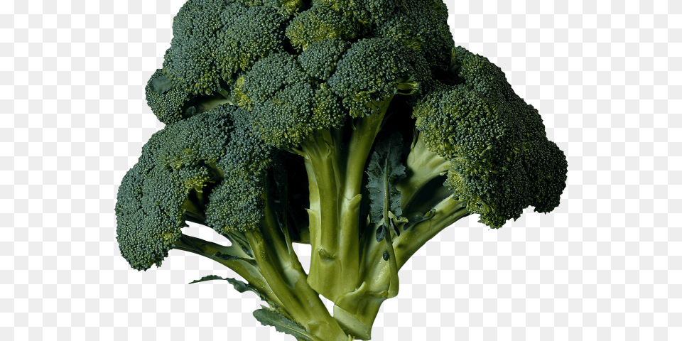 Transparent Kale Clipart Kale Translated To Arabic, Broccoli, Food, Plant, Produce Free Png