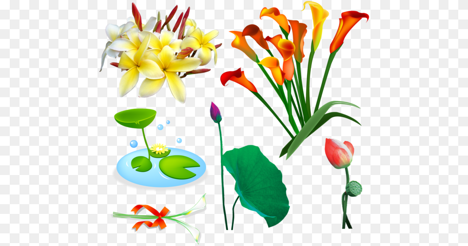 Kali Shiva Dakshineswar Kali Temple Plant Lily, Flower, Flower Arrangement, Petal, Flower Bouquet Free Transparent Png
