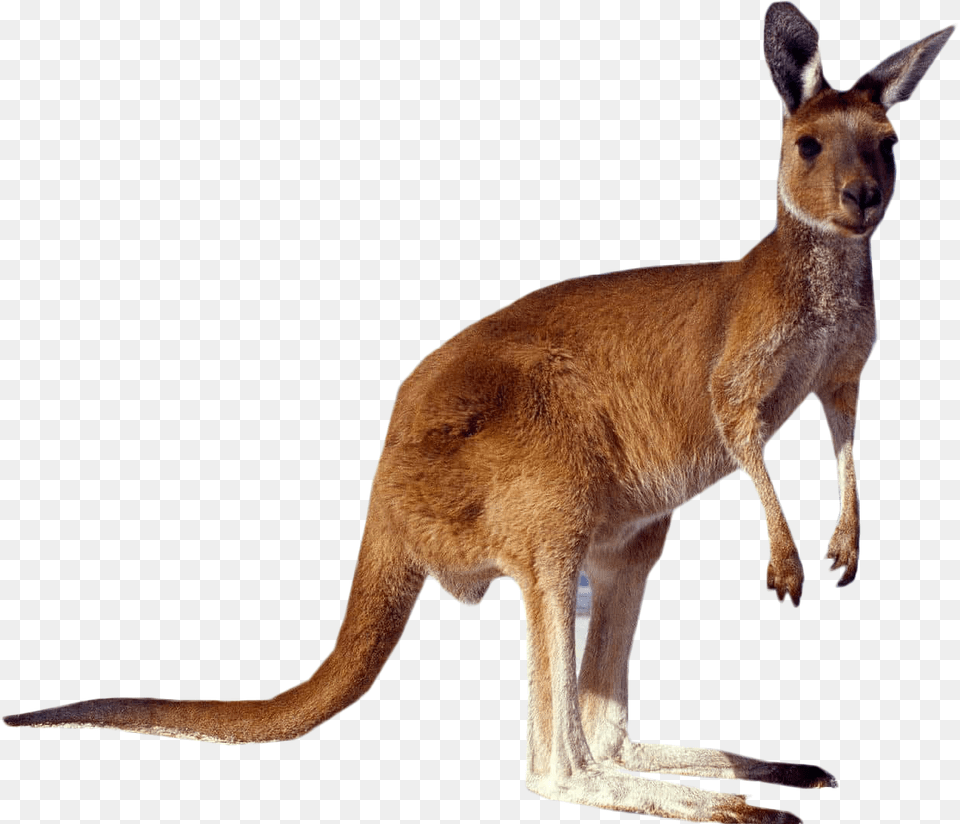 Transparent Kangaroo Clip Art, Animal, Mammal Free Png